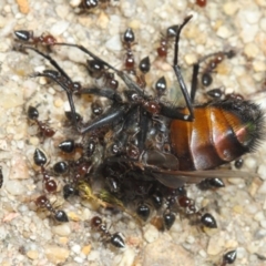 Crematogaster sp. (genus) (Acrobat ant, Cocktail ant) at Acton, ACT - 22 Nov 2018 by TimL