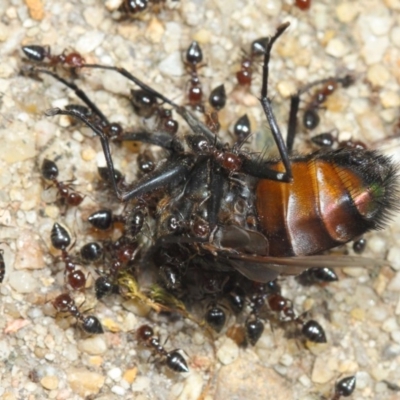 Crematogaster sp. (genus) (Acrobat ant, Cocktail ant) at Acton, ACT - 22 Nov 2018 by Tim L