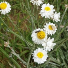 Ammobium alatum (Winged Everlasting) at Adaminaby, NSW - 17 Nov 2018 by JanetRussell