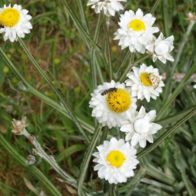 Ammobium alatum (Winged Everlasting) at Adaminaby, NSW - 17 Nov 2018 by JanetRussell