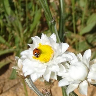 Hippodamia variegata (Spotted Amber Ladybird) at Adaminaby, NSW - 17 Nov 2018 by JanetRussell