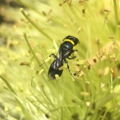 Hylaeus (Prosopisteron) primulipictus (Hylaeine colletid bee) at Acton, ACT - 19 Nov 2018 by PeterA