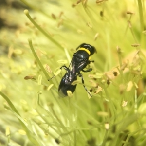 Hylaeus (Prosopisteron) primulipictus at Acton, ACT - 19 Nov 2018