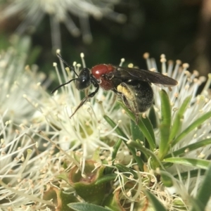 Lasioglossum (Callalictus) callomelittinum at Acton, ACT - 9 Nov 2018