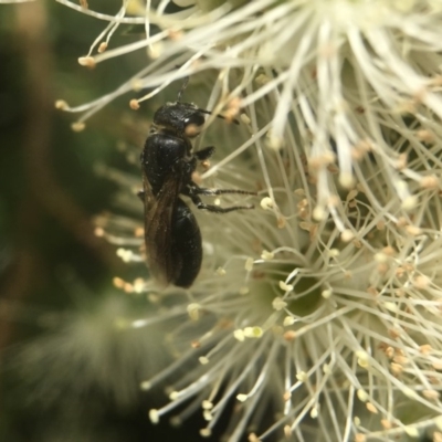 Euryglossa sp. (genus) (A native bee) at Acton, ACT - 13 Nov 2018 by PeterA