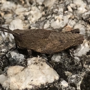 Acrididae sp. (family) at Paddys River, ACT - 24 Nov 2018