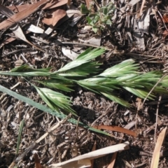 Bromus catharticus (Prairie Grass) at Griffith, ACT - 20 Nov 2018 by ianandlibby1