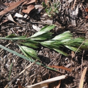 Bromus catharticus at Griffith, ACT - 21 Nov 2018 12:00 AM