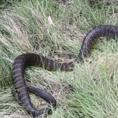 Notechis scutatus (Tiger Snake) at Paddys River, ACT - 24 Nov 2018 by PeterR