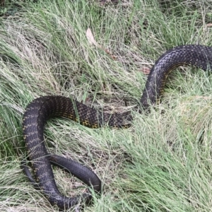 Notechis scutatus at Paddys River, ACT - 24 Nov 2018