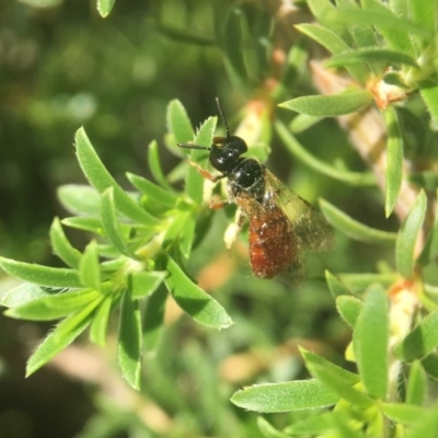 Exoneura sp. (genus) (A reed bee) at Acton, ACT - 9 Nov 2018 by PeterA