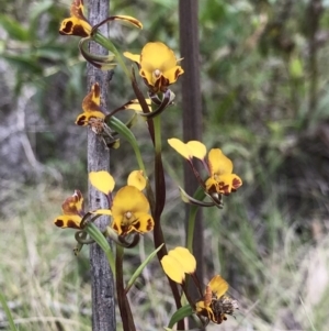 Diuris semilunulata at Paddys River, ACT - suppressed