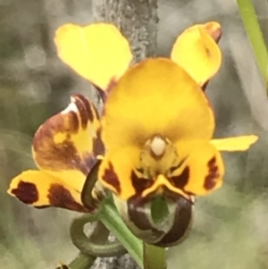 Diuris semilunulata at Paddys River, ACT - suppressed