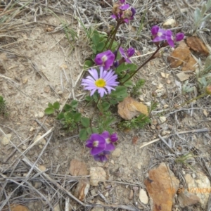 Glycine tabacina at Adaminaby, NSW - 17 Nov 2018