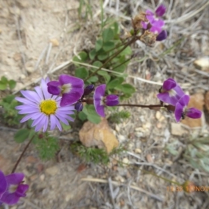 Glycine tabacina at Adaminaby, NSW - 17 Nov 2018