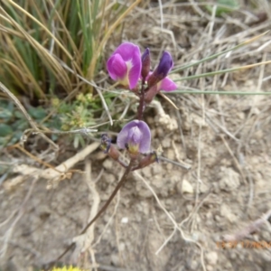 Glycine tabacina at Adaminaby, NSW - 17 Nov 2018