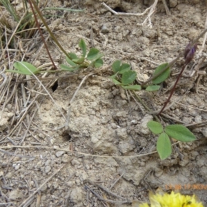 Glycine tabacina at Adaminaby, NSW - 17 Nov 2018