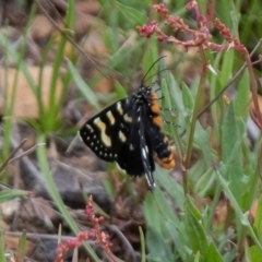 Phalaenoides tristifica (Willow-herb Day-moth) at Booth, ACT - 24 Nov 2018 by Rich Forshaw