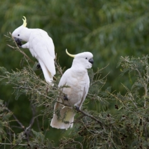 Cacatua galerita at Tennent, ACT - 24 Nov 2018 01:49 PM