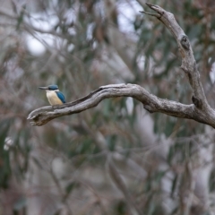 Todiramphus sanctus (Sacred Kingfisher) at Booth, ACT - 24 Nov 2018 by Rich Forshaw