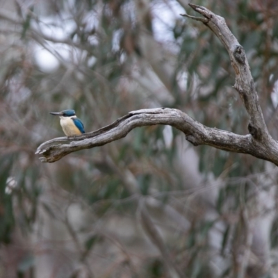 Todiramphus sanctus (Sacred Kingfisher) at Booth, ACT - 24 Nov 2018 by RichForshaw