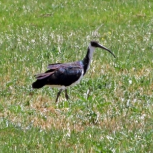 Threskiornis spinicollis at Fyshwick, ACT - 24 Nov 2018 12:03 PM