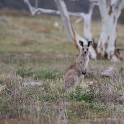 Macropus giganteus (Eastern Grey Kangaroo) at Rendezvous Creek, ACT - 24 Nov 2018 by RichForshaw