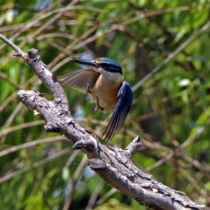 Todiramphus sanctus at Fyshwick, ACT - 24 Nov 2018