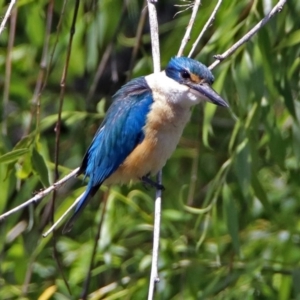 Todiramphus sanctus at Fyshwick, ACT - 24 Nov 2018 11:38 AM