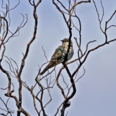 Chrysococcyx basalis (Horsfield's Bronze-Cuckoo) at Jerrabomberra Wetlands - 24 Nov 2018 by RodDeb