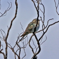 Chrysococcyx basalis at Fyshwick, ACT - 24 Nov 2018