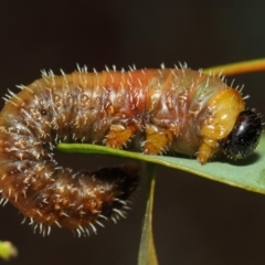 Perginae sp. (subfamily) (Unidentified pergine sawfly) at Acton, ACT - 22 Nov 2018 by TimL