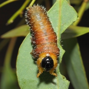 Perginae sp. (subfamily) at Acton, ACT - 22 Nov 2018 11:43 AM