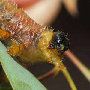 Perginae sp. (subfamily) at Acton, ACT - 22 Nov 2018 11:43 AM