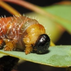 Perginae sp. (subfamily) at Acton, ACT - 22 Nov 2018 11:43 AM