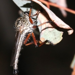 Zosteria sp. (genus) (Common brown robber fly) at Majura, ACT - 24 Nov 2018 by jb2602