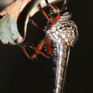 Zosteria sp. (genus) at Majura, ACT - 24 Nov 2018 06:26 PM