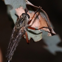 Zosteria sp. (genus) at Majura, ACT - 24 Nov 2018 06:26 PM