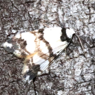 Thallarcha albicollis (Crossed Footman) at Majura, ACT - 24 Nov 2018 by jb2602