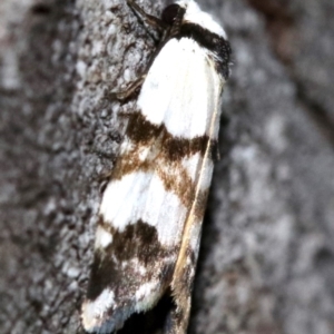 Thallarcha albicollis at Majura, ACT - 24 Nov 2018 06:19 PM