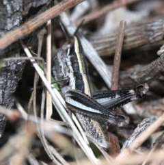 Macrotona australis (Common Macrotona Grasshopper) at Mount Ainslie - 24 Nov 2018 by jb2602