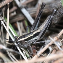 Macrotona australis at Majura, ACT - 24 Nov 2018 06:05 PM