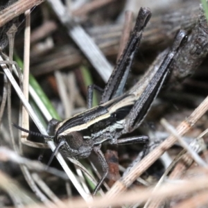 Macrotona australis at Majura, ACT - 24 Nov 2018 06:05 PM