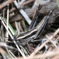 Macrotona australis at Majura, ACT - 24 Nov 2018 06:05 PM