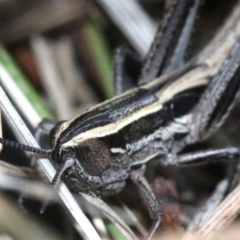 Macrotona australis at Majura, ACT - 24 Nov 2018 06:05 PM