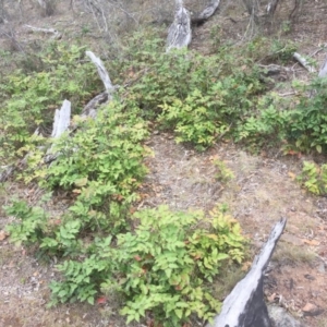 Berberis aquifolium at Hackett, ACT - 24 Nov 2018 12:49 PM