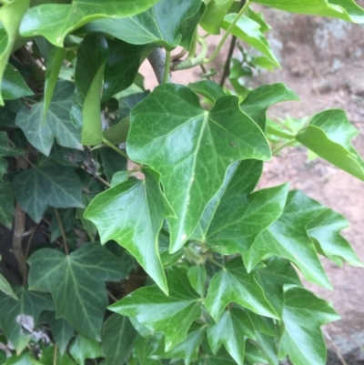 Hedera helix (Ivy) at Hackett, ACT - 24 Nov 2018 by WalterEgo