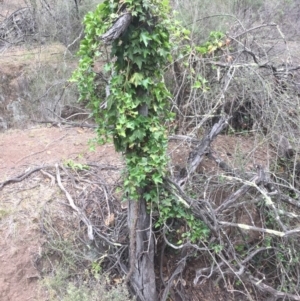 Hedera sp. (helix or hibernica) at Mount Majura - 24 Nov 2018