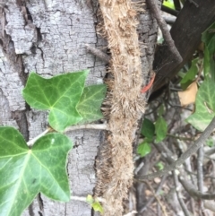 Hedera sp. (helix or hibernica) at Mount Majura - 24 Nov 2018