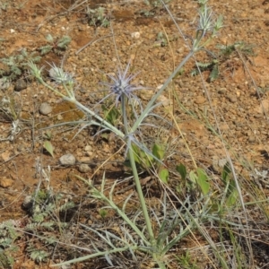 Eryngium ovinum at Mitchell, ACT - 22 Nov 2018 04:20 PM